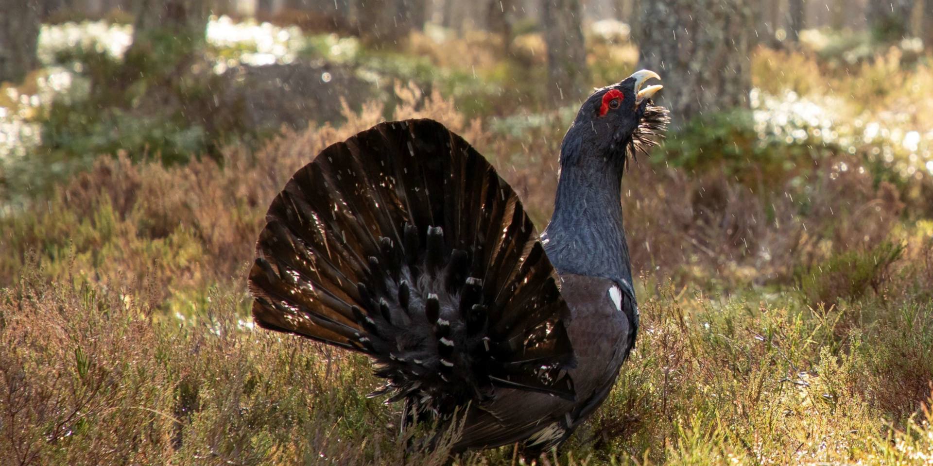 Capercaillie