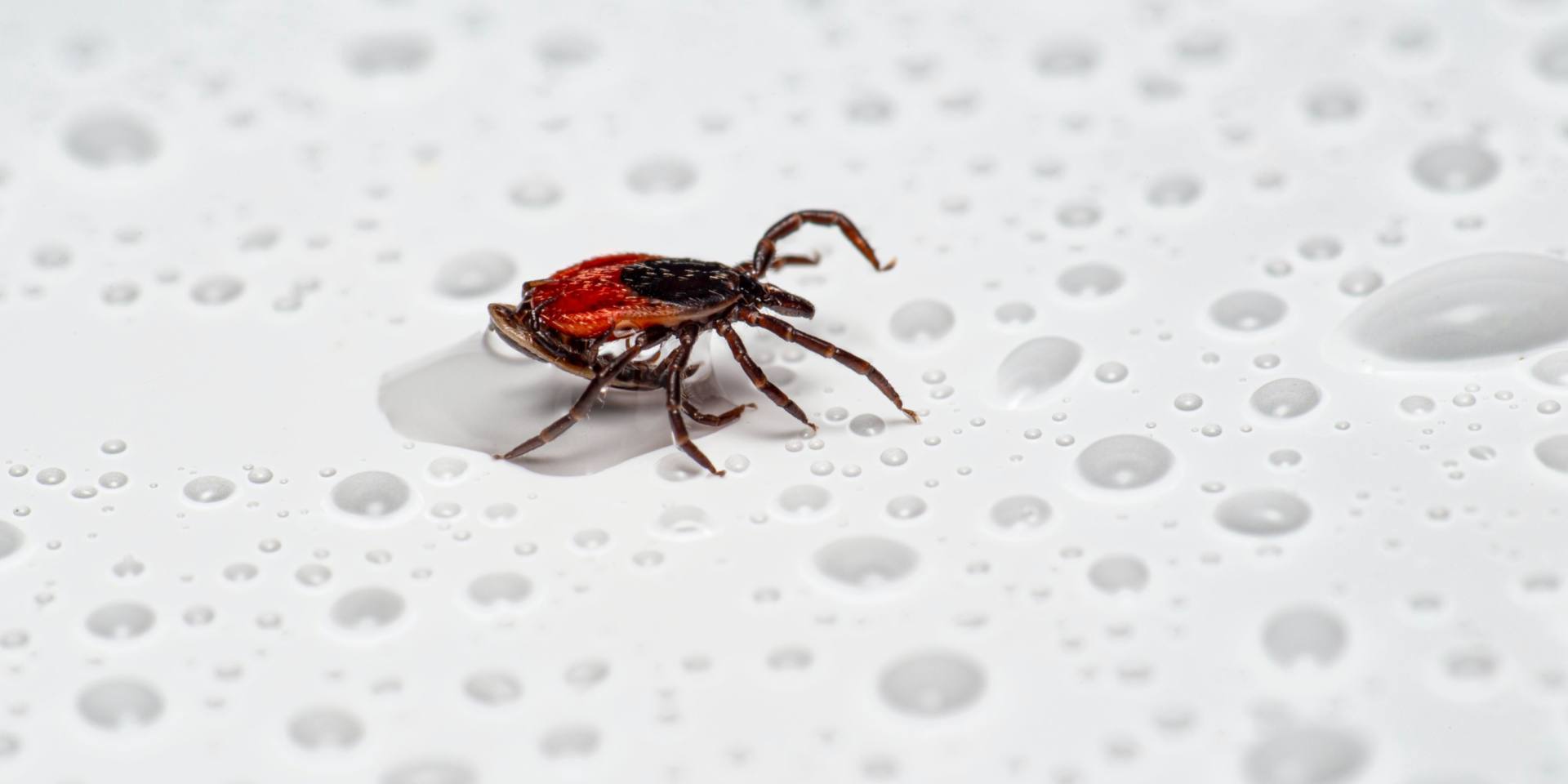 Photo of a tick by @erik_karits on Unsplash
