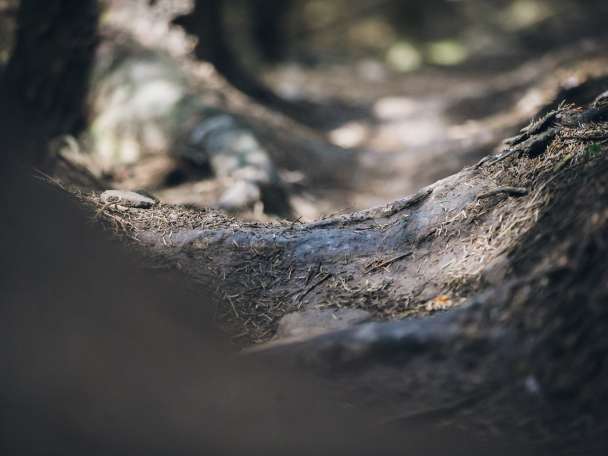 Trail 4
